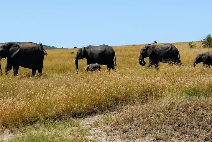 7-Day Kenyan Safari: Samburu, Mount Kenya, Lake Nakuru & Maasai Mara photo 3