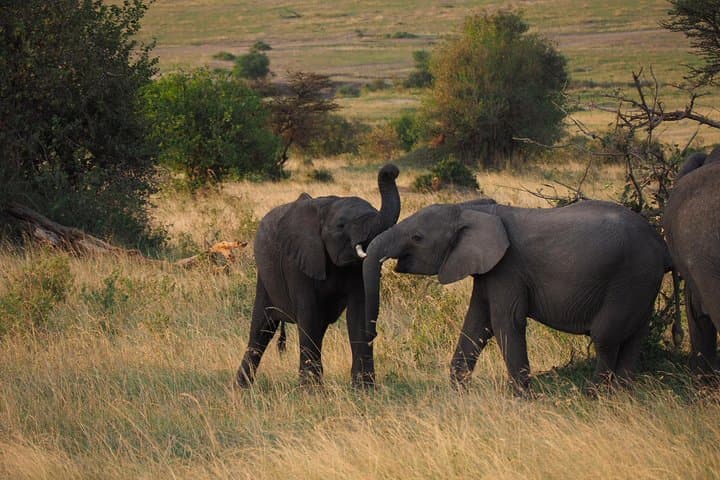 4-Day Amboseli and Naivasha Safari: Elephants, Kilimanjaro Views & Hells Gate