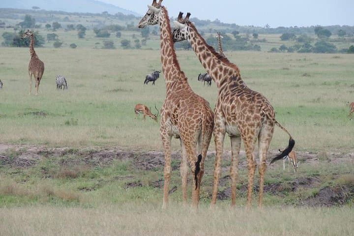 Exploring Nairobi National Park: A 4-Hour Safari Adventure on the City’s Edge photo 5