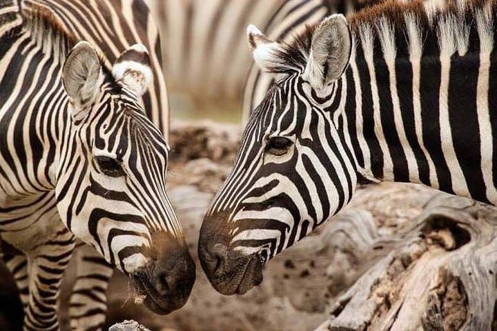 6-Day Masai Mara, Lake Nakuru & Amboseli Budget Safari — Big Five & Great Migration Highlights