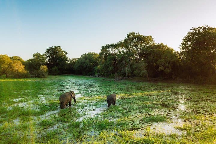 Udawalawe Safari & Elephant Orphanage from Hambantota Port — Day Safari photo 3