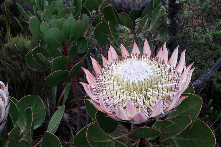 Morning Hike: Table Mountain via Kasteels Poort (Pipe Track to Upper Cable Car) photo 4