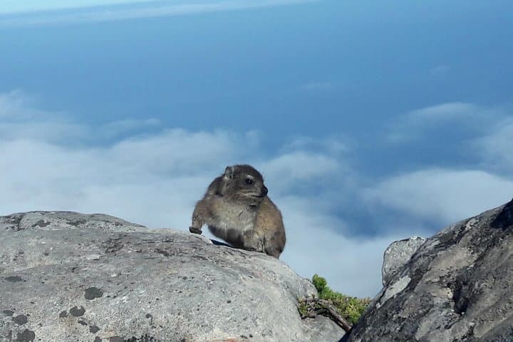 Morning Hike: Table Mountain via Kasteels Poort (Pipe Track to Upper Cable Car) photo 5