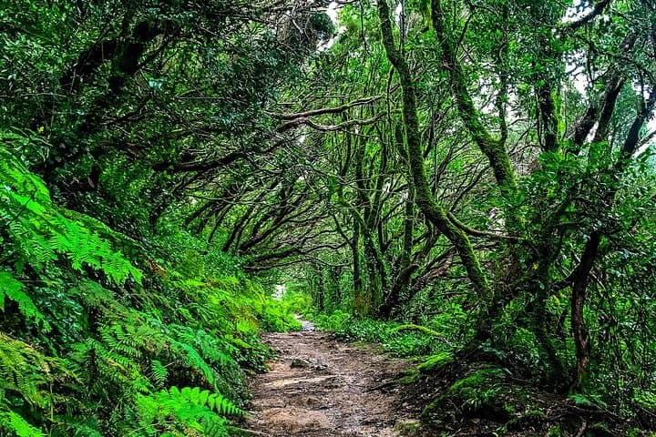 Anaga Valleys Private Tour — Laurisilva Forest, Taganana & La Laguna Day Trip photo 3