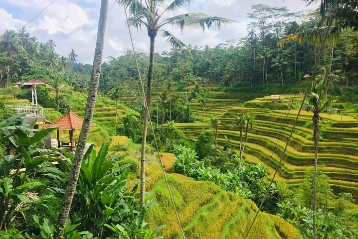 Exploring Ubud: Monkey Forest, Tegallalang Rice Terraces & Temple Rituals