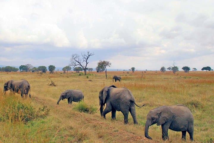 6-Day Kenya and Tanzania Safari — Masai Mara, Serengeti & Ngorongoro Adventure photo 2