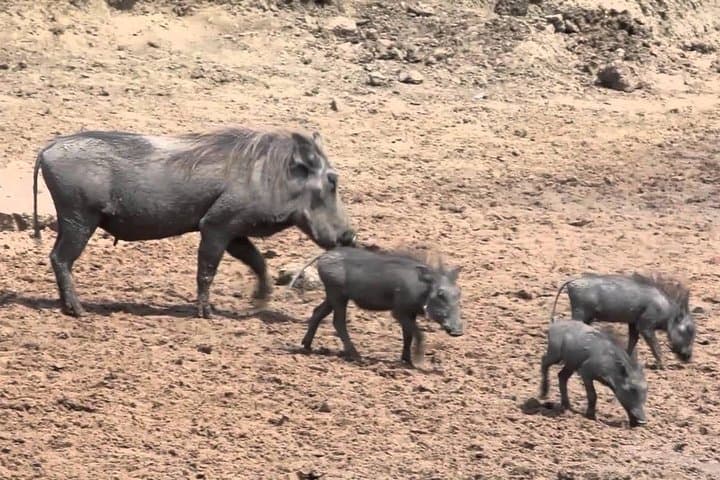 6-Day Kenya and Tanzania Safari — Masai Mara, Serengeti & Ngorongoro Adventure photo 3