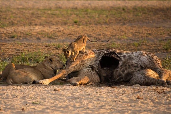 6-Day Kenya and Tanzania Safari — Masai Mara, Serengeti & Ngorongoro Adventure photo 4