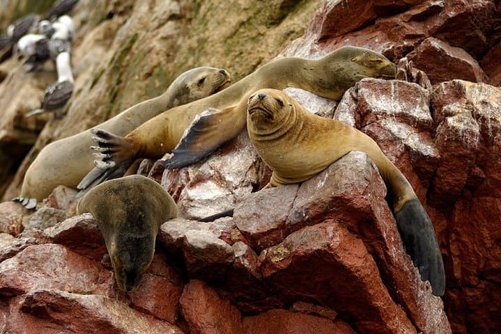Ballestas Islands Cruise from Paracas — Wildlife & Candelabro Express photo 4