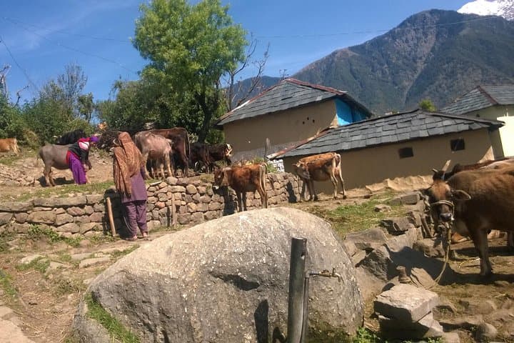 7-Day Dharamsala Dalai Lama Home Trek: Triund, Kareri & Kunal Pathri photo 4
