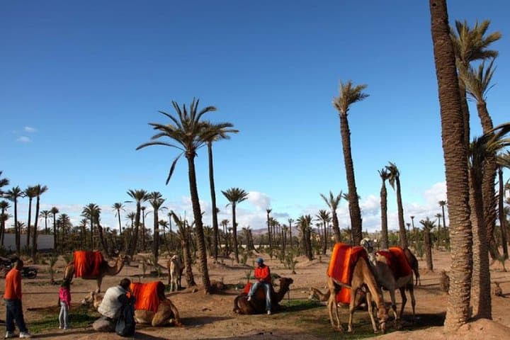 Sunset Camel Ride in Marrakech Palmeraie: Palm-Grove Tour with Pickup photo 3