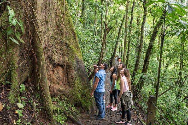 Arenal Hanging Bridges and La Fortuna Waterfall: Half-Day Rainforest Walk with Lunch photo 4
