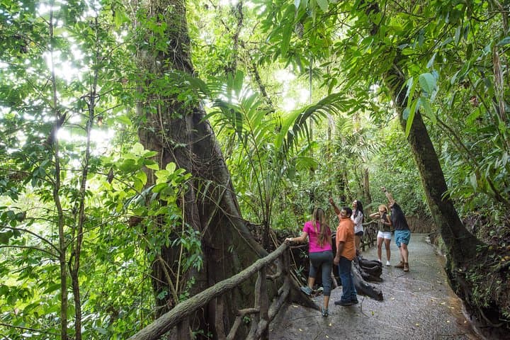 Arenal Volcano Hanging Bridges and Private Sloth Encounter Tour photo 4