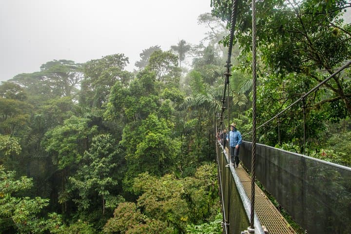 Arenal Hanging Bridges and La Fortuna Waterfall: Half-Day Rainforest Walk with Lunch photo 6