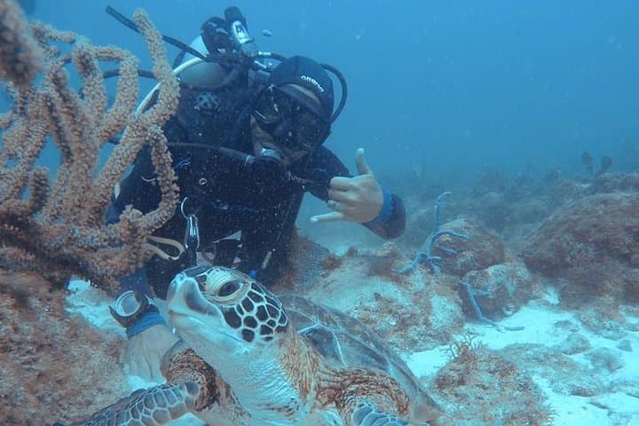 Aruba Certified Scuba Diving: Boat Dives to Reefs & the Antilla Wreck photo 2