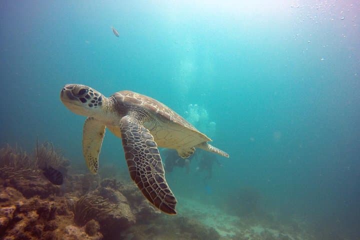 Aruba Certified Scuba Diving: Boat Dives to Reefs & the Antilla Wreck photo 4