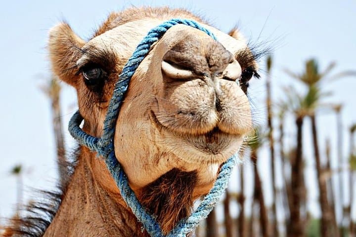Sunset Camel Ride in Marrakech Palmeraie: Palm-Grove Tour with Pickup photo 4