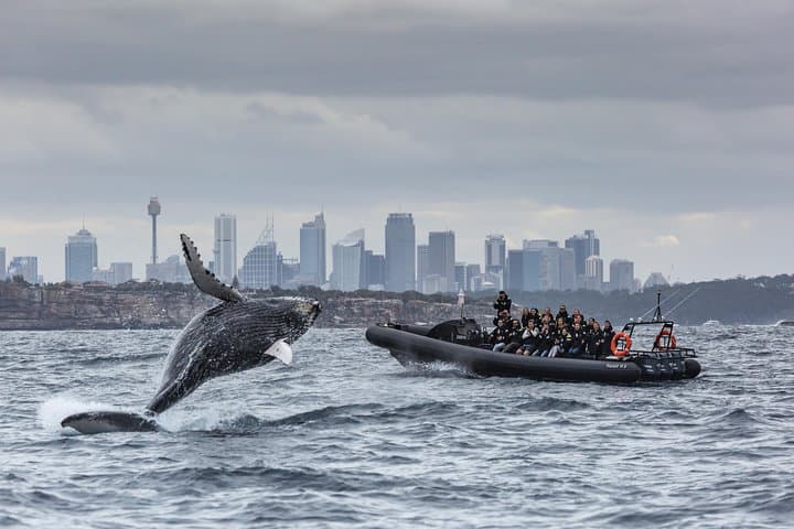Sydney Speed-Boat Whale Watching: Fast-Track Humpback Encounters photo 3