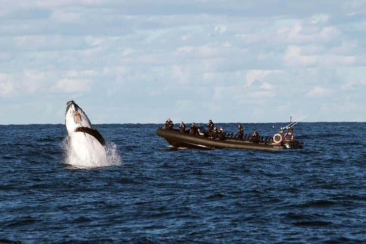 Sydney Speed-Boat Whale Watching: Fast-Track Humpback Encounters photo 6