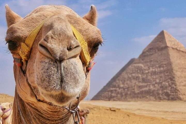 Sunset Camel Safari at the Giza Pyramids: Camel Ride & Desert BBQ photo 6