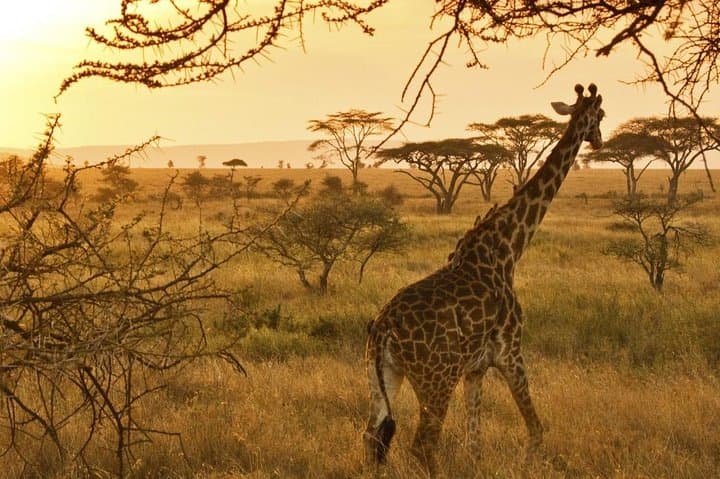 6-Day Safari: Lake Manyara, Serengeti & Ngorongoro Crater photo 6
