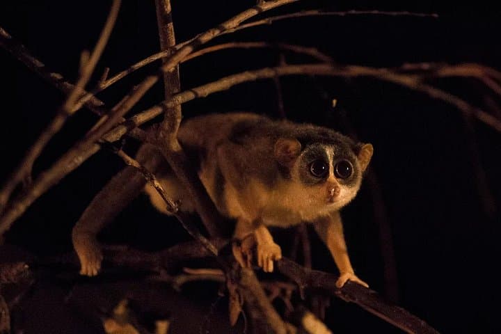 Private Night Drive in Yala National Park Buffer Zone — Nocturnal Wildlife Safari photo 4