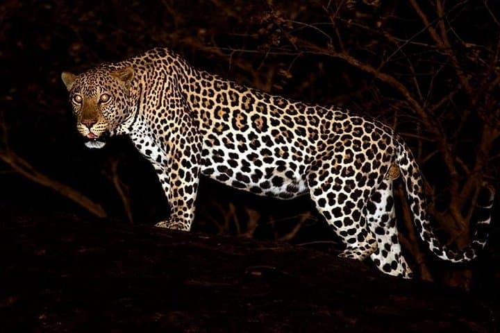 Private Night Drive in Yala National Park Buffer Zone — Nocturnal Wildlife Safari photo 2