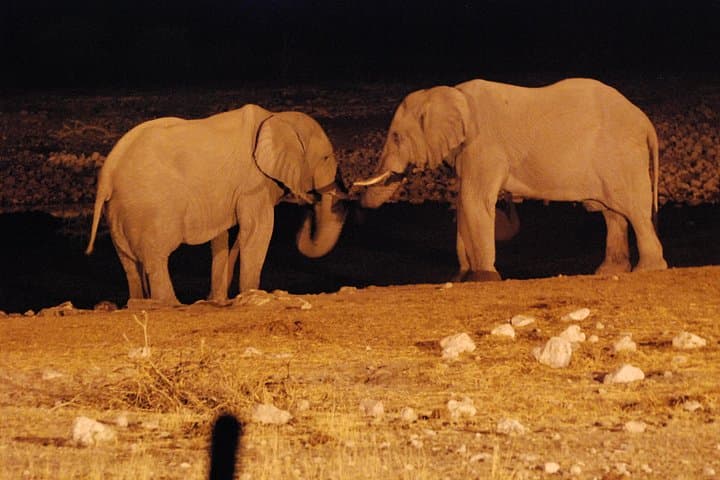 Private Night Drive in Yala National Park Buffer Zone — Nocturnal Wildlife Safari photo 3