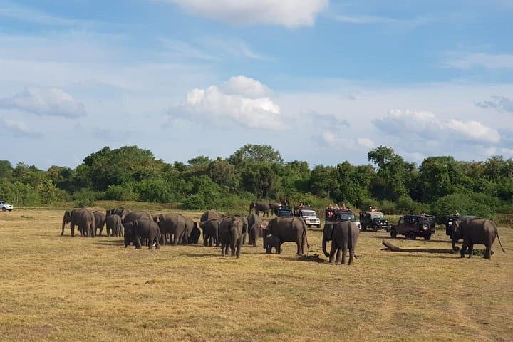 Udawalawa National Park Day Safari: Jeep Safari & Elephant Transit Home photo 2