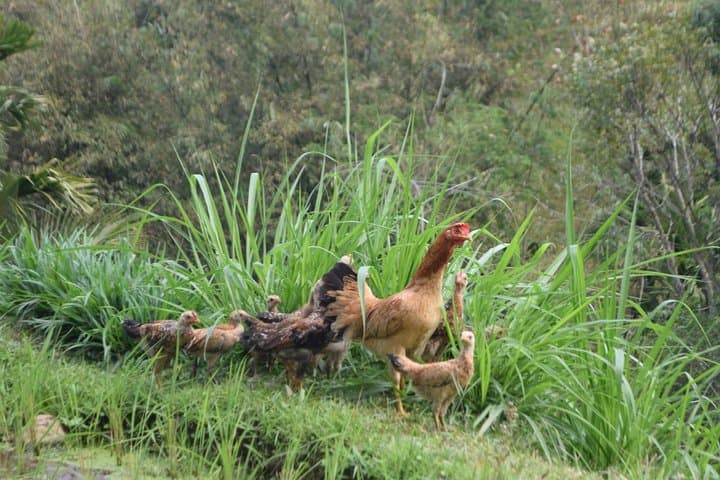 Tetebatu Walking Tour: Rice Terraces, Waterfalls & Monkey Forest on Lombok photo 2
