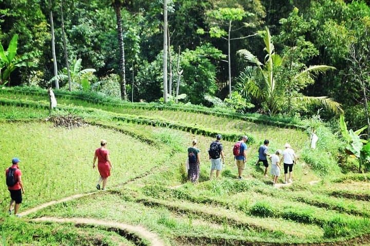 Tetebatu Walking Tour: Rice Terraces, Waterfalls & Monkey Forest on Lombok photo 6