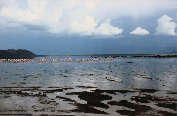 7-Day Kenyan Safari: Samburu, Mount Kenya, Lake Nakuru & Maasai Mara