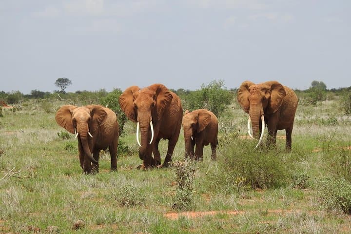 7-Day Kenyan Safari: Samburu, Mount Kenya, Lake Nakuru & Maasai Mara photo 6