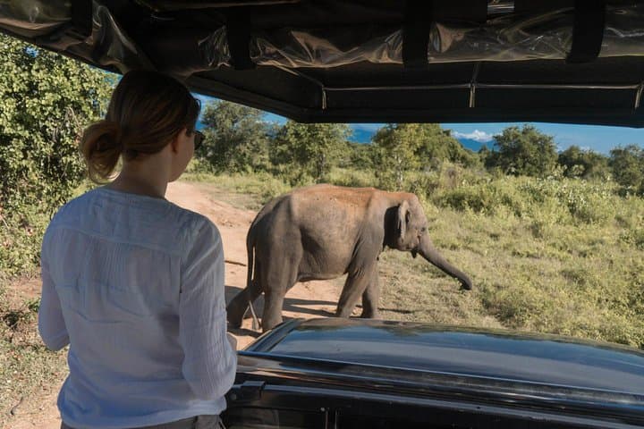 Udawalawe National Park Half‑Day Game Drive — Elephant Safari Near the Reservoir photo 4