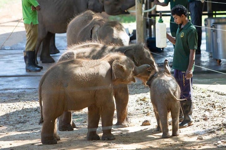Udawalawe Safari & Elephant Transit Home: Full-Day Elephant & Wildlife Experience photo 6