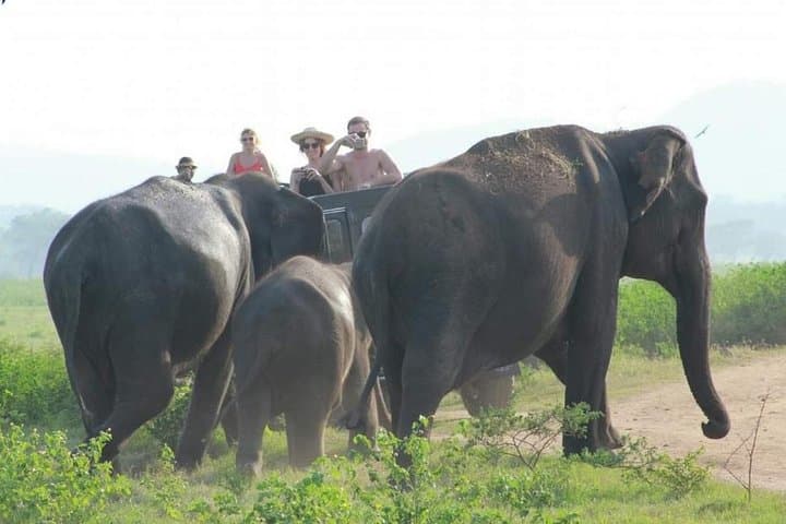 Great Elephant Gathering: Jeep Safari in Minneriya & Kaudulla National Park