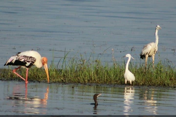 Great Elephant Gathering: Jeep Safari in Minneriya & Kaudulla National Park photo 2