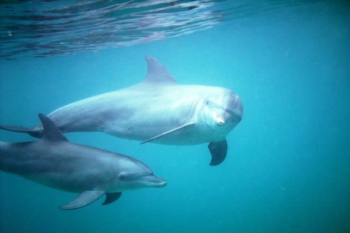 Snorkel Kisite Marine Park: Dhow Safari & Wasini Island Seafood Lunch from Diani photo 3