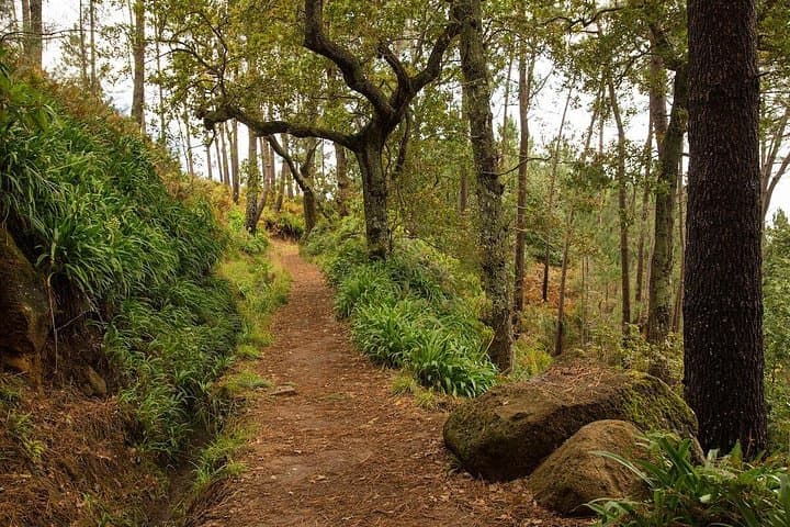 Santana Combo Expedition: Pico do Areeiro, Levada Walk & Ponta de São Lourenço Day Tour photo 4