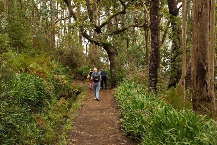 East Madeira Mini-Combo: Jeep Expedition and Serra do Faial Levada Walk photo 4