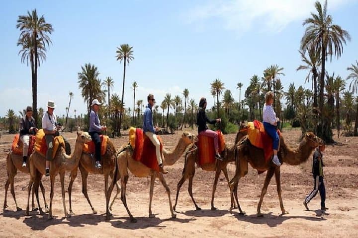 Camel Riding in Agadir: Eucalyptus Trails and Souss River Dune Rides photo 3