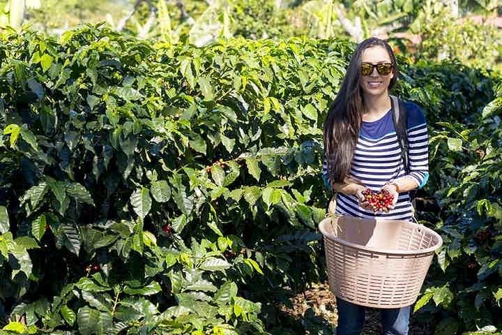 Doka Coffee Tour: Grecia & Sarchi Day Trip from San José photo 3
