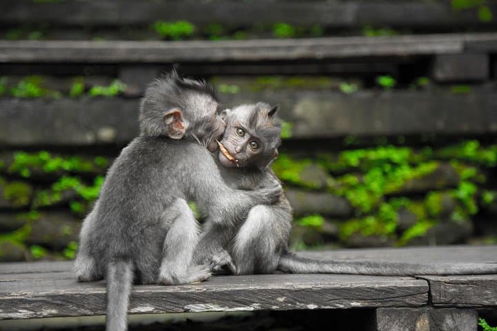 Extreme Adventure Bali: Jungle ATV, Ayung River Rafting & Ubud Monkey Forest photo 6