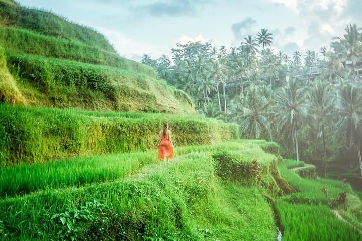 Utterly Ubud: Full-Day Ubud Tour — Rice Terraces, Waterfall & Monkey Forest photo 6