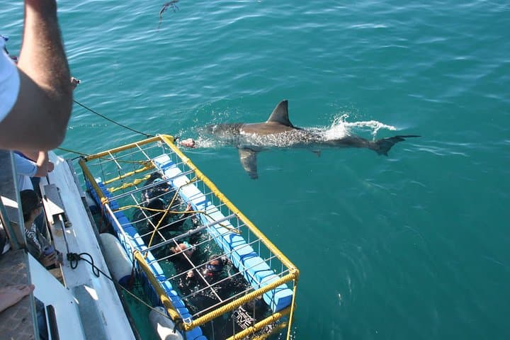 Cape Town 3-Day Adventure: Shark Cage Diving, Cape Peninsula & Winelands photo 5