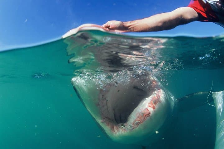 Cape Town 3-Day Adventure: Shark Cage Diving, Cape Peninsula & Winelands photo 6