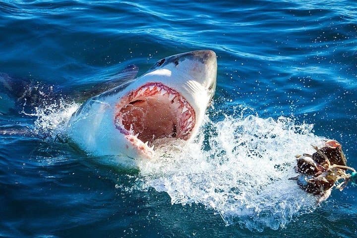 Cape Town 3-Day Adventure: Shark Cage Diving, Cape Peninsula & Winelands photo 2