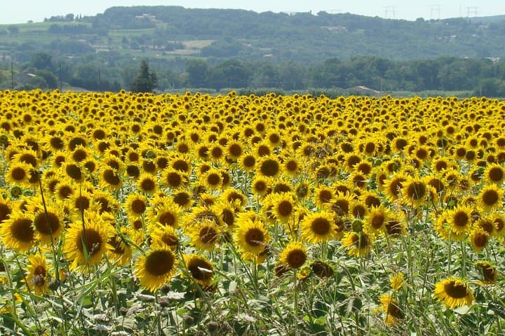 Pech Merle Cavern & Saint-Cirq-Lapopie Day Tour from Toulouse photo 3