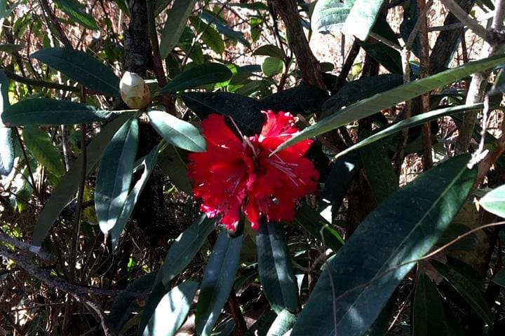 Taudaha to Champadevi: Half-Day Hike with Himalayan Vistas near Kathmandu photo 5