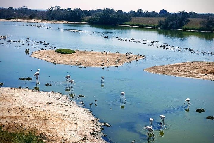 Full-Day Trekking Bike Rental in Málaga — Coastal Routes, Botanic Gardens & Local Chiringuitos photo 5